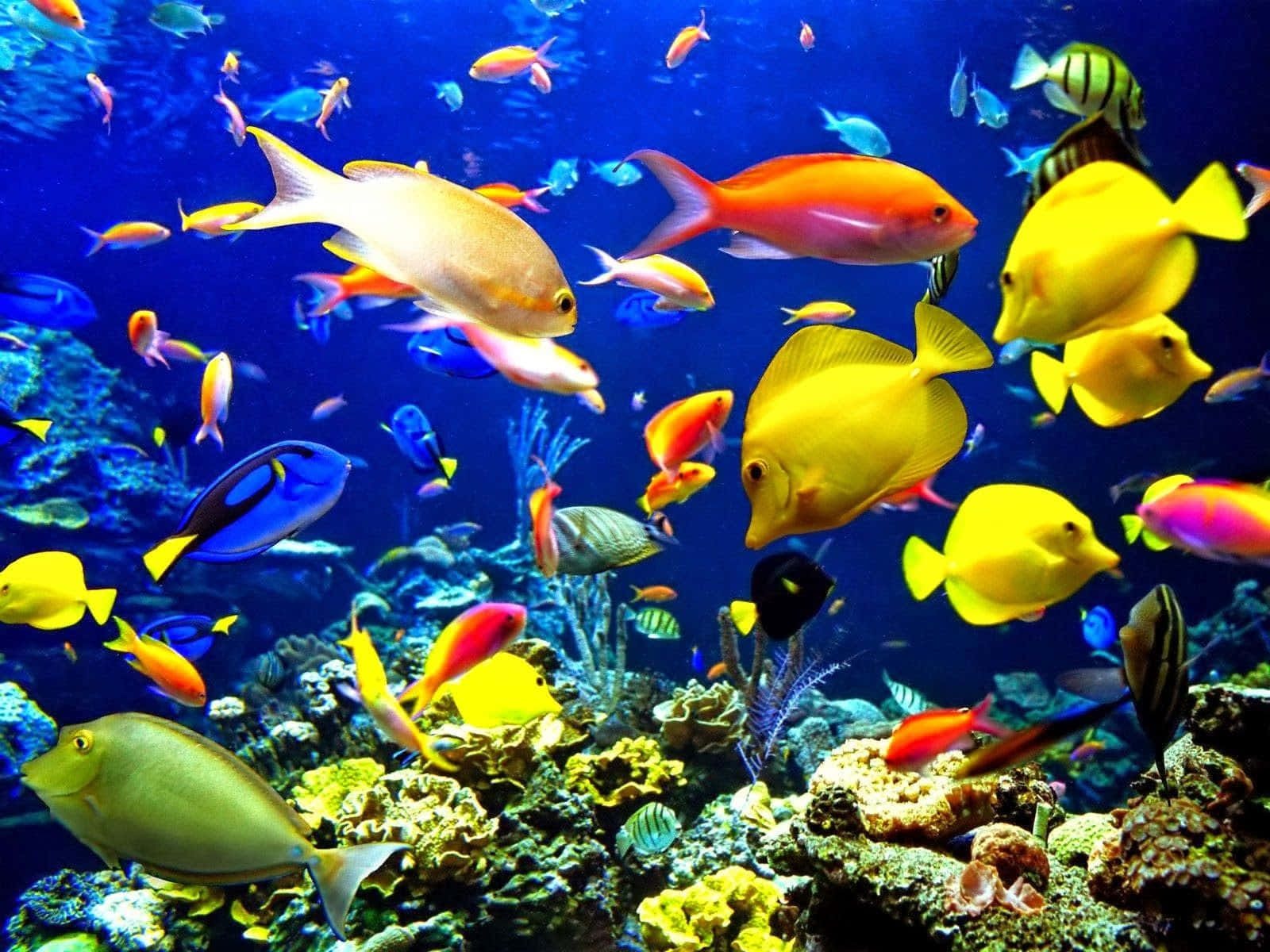 Colorful Fish In The Sea Wallpaper