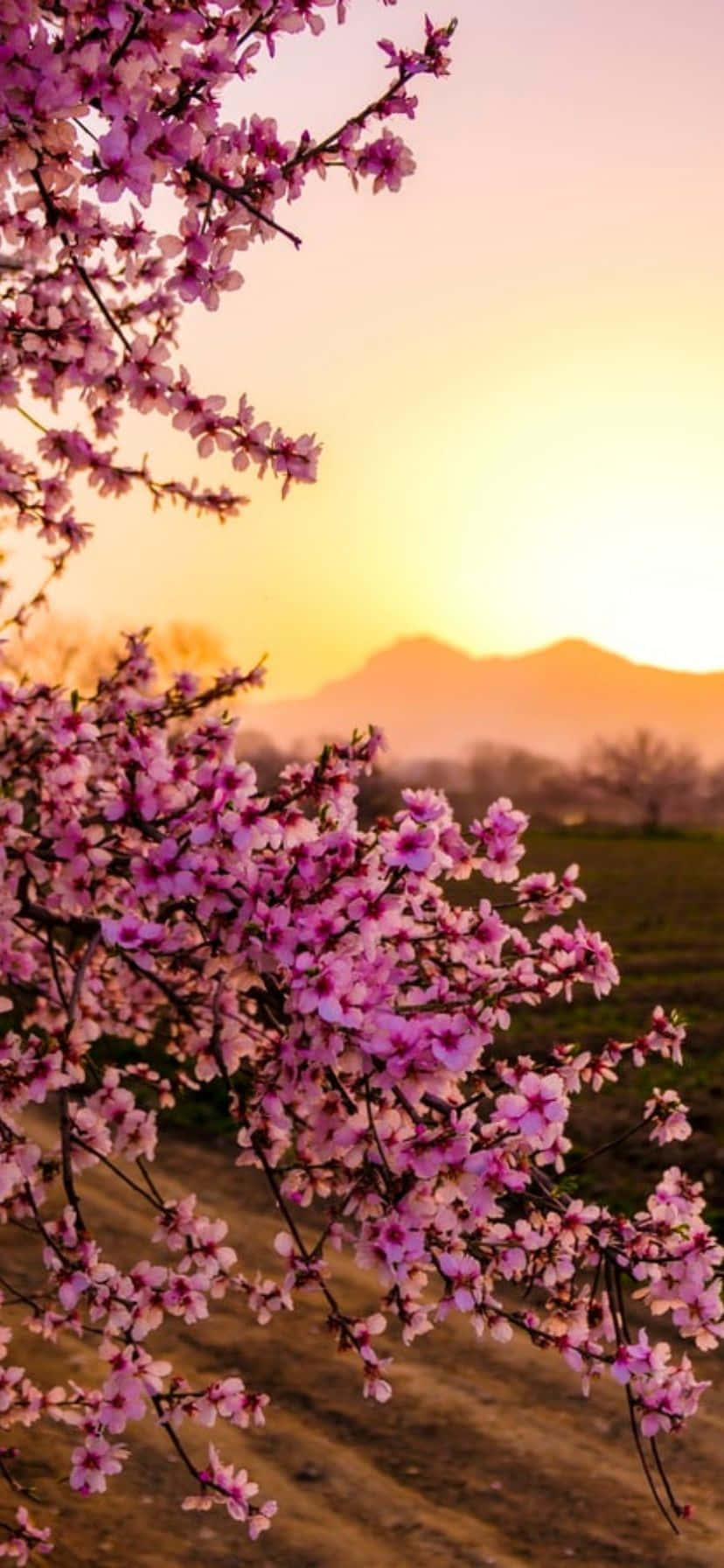 Colorful Flowers Against A Bright Blue Sky On Iphone Wallpaper