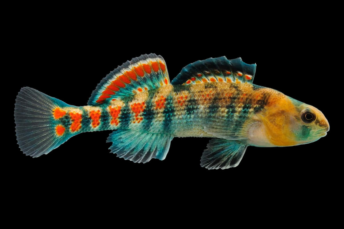 Colorful Freshwater Darter Fish Wallpaper