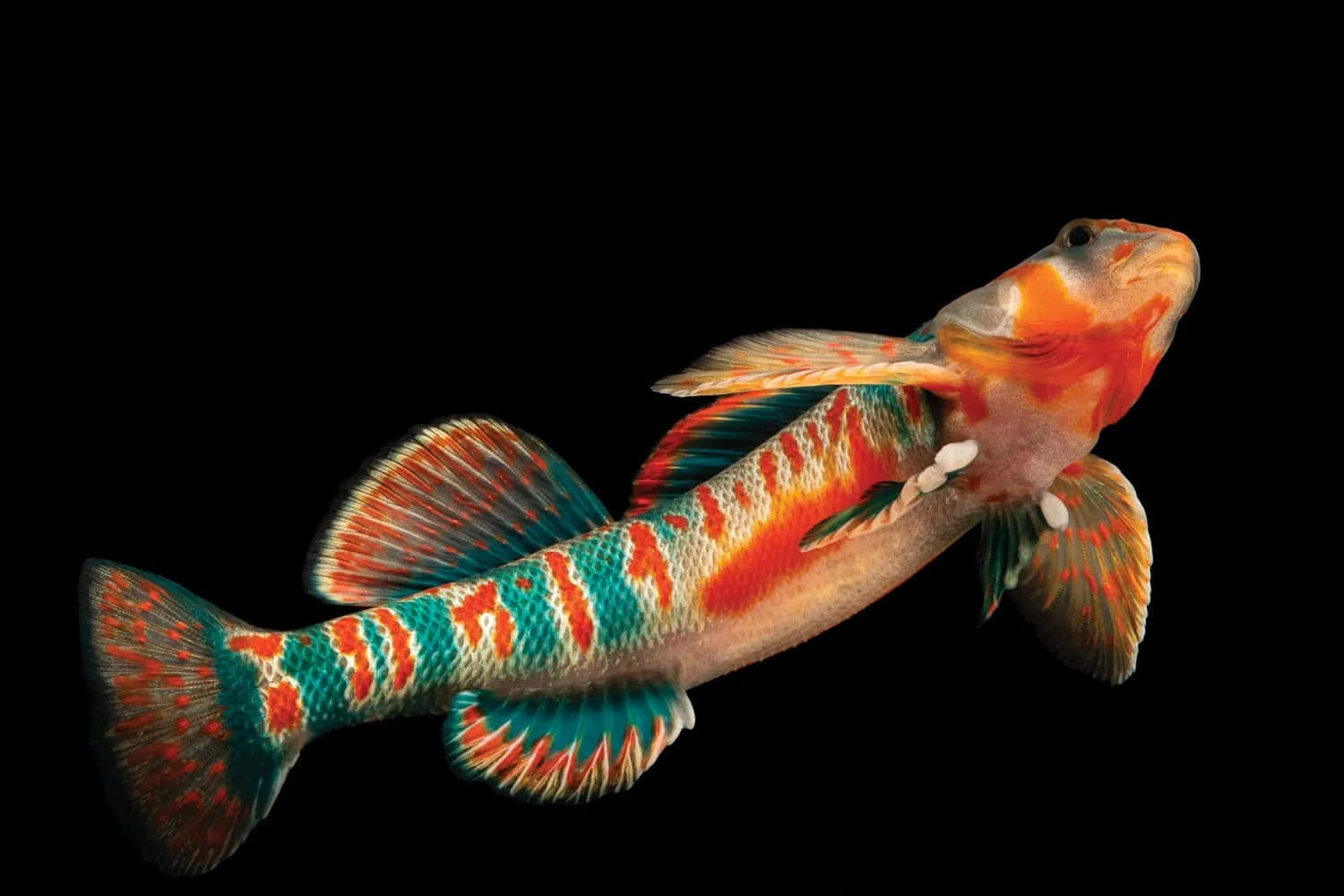 Colorful Freshwater Darter Fish Wallpaper