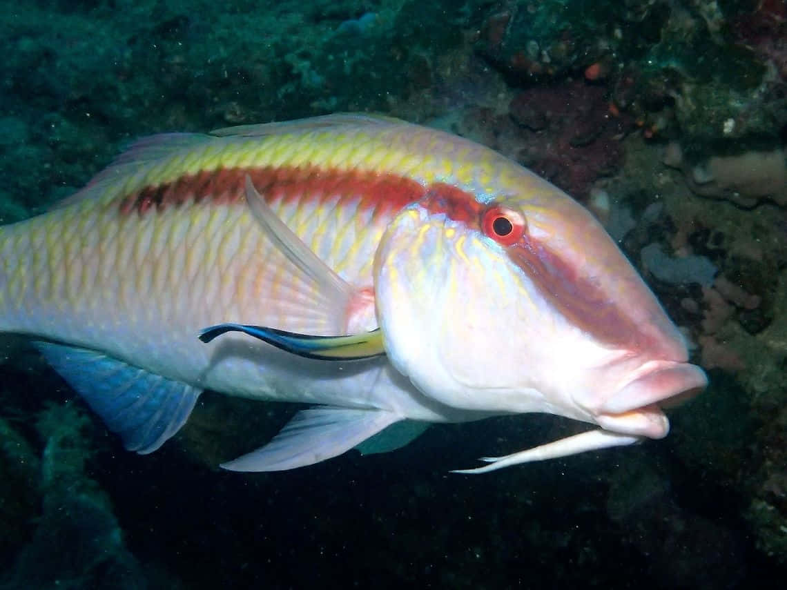 Colorful Goatfish Underwater Wallpaper