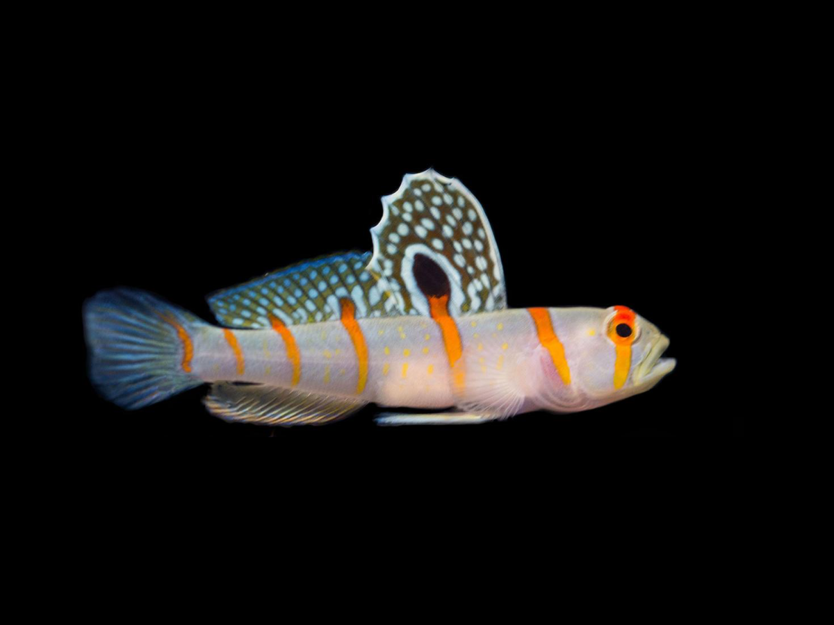 Colorful Goby Fish Black Background Wallpaper