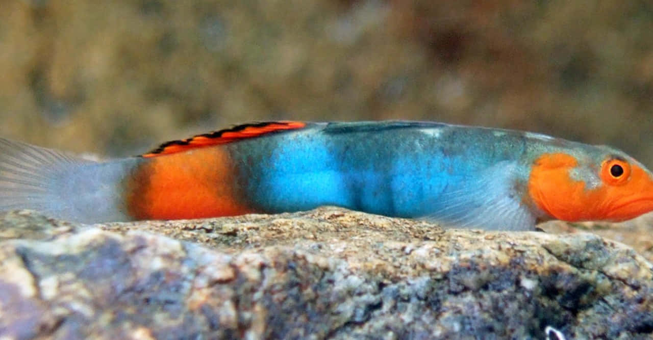 Colorful Goby Fish Restingon Rock.jpg Wallpaper