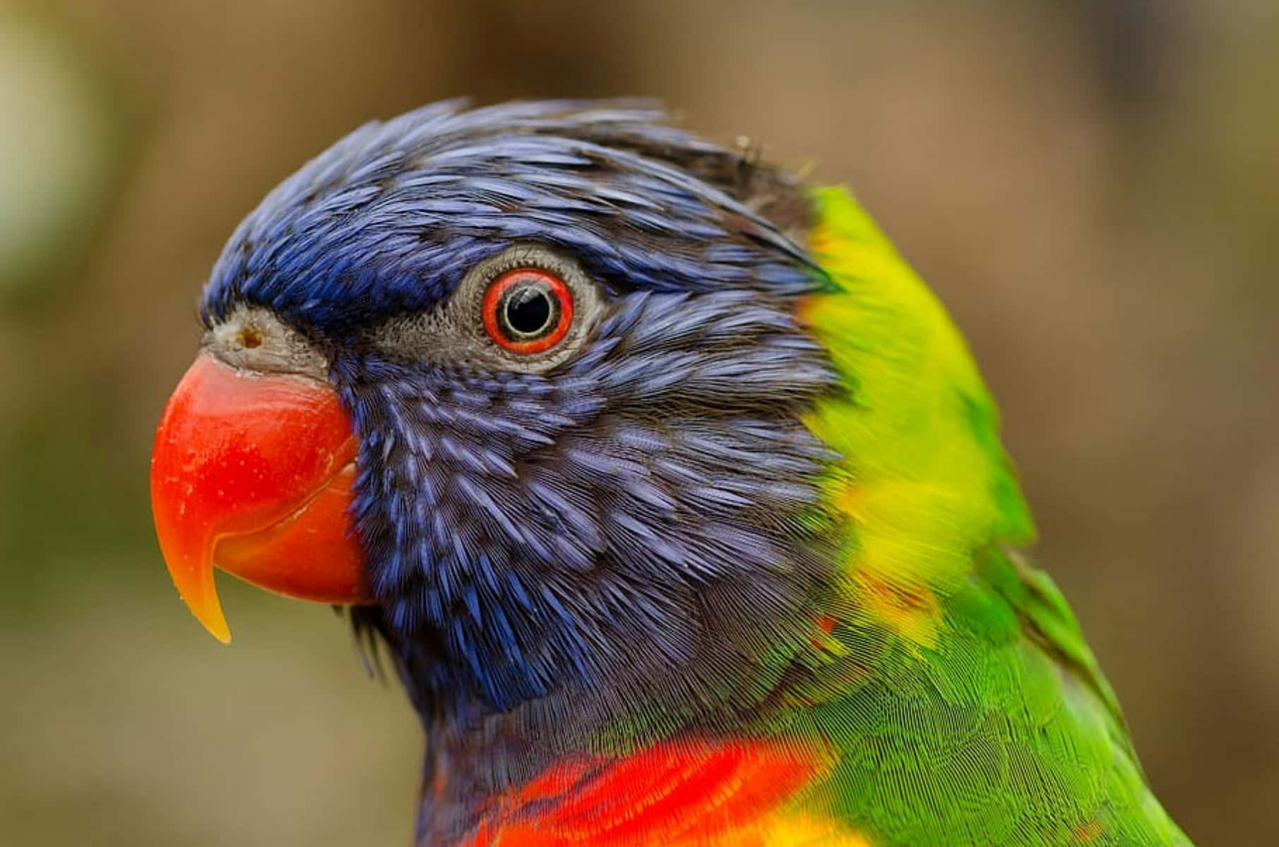 Colorful Lorikeet Close Up Wallpaper