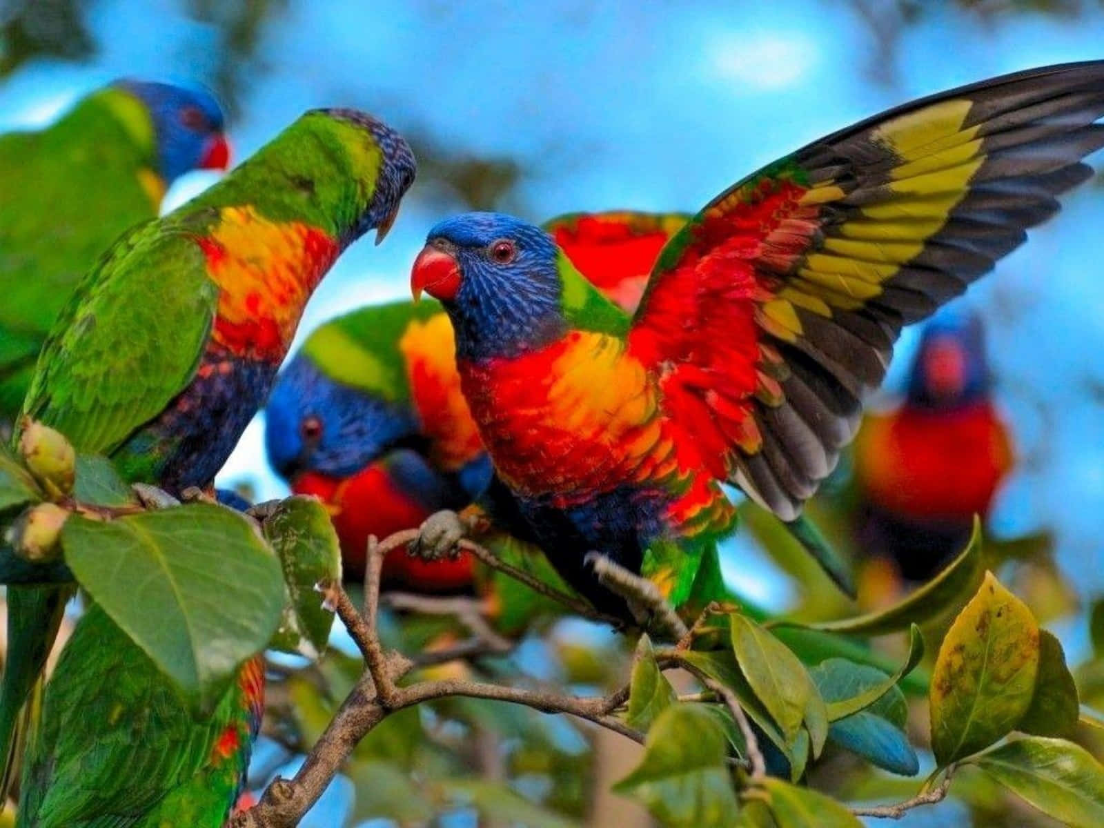 Colorful Lorikeets Gathering Branch Wallpaper