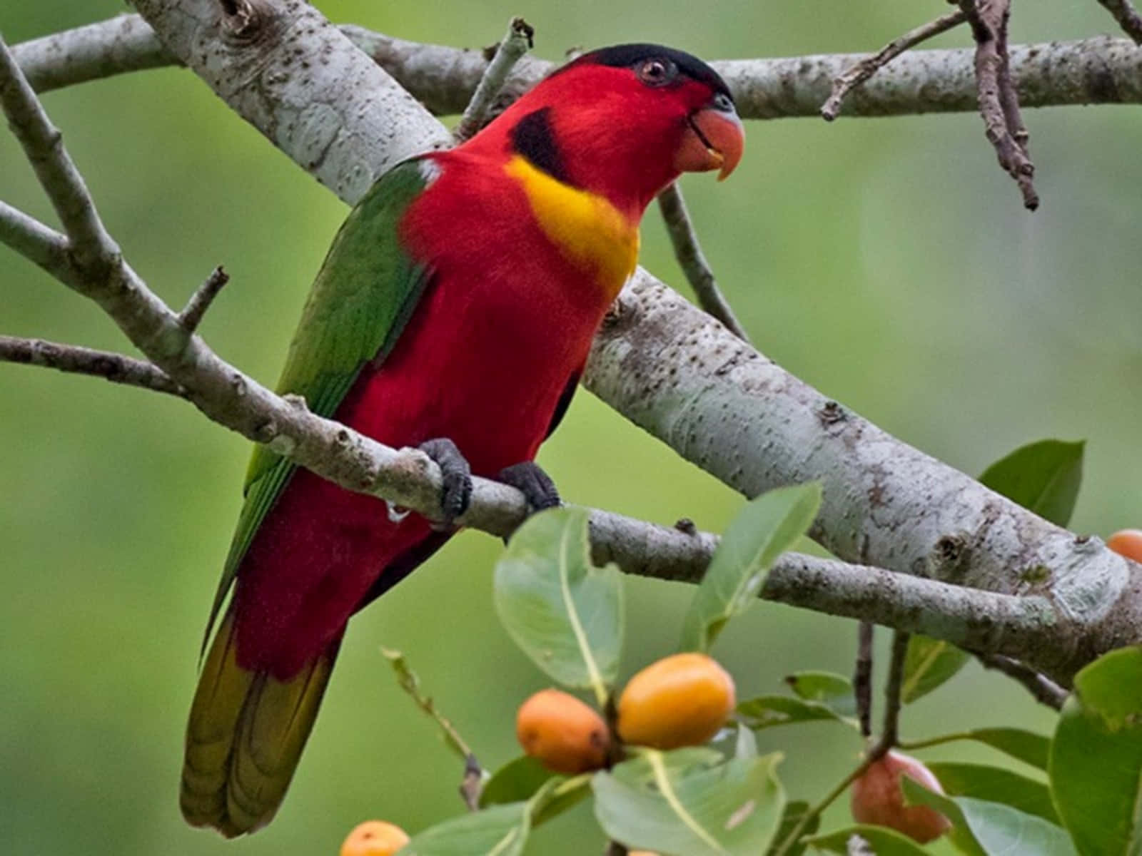 Colorful Lory Bird Perchedon Branch Wallpaper