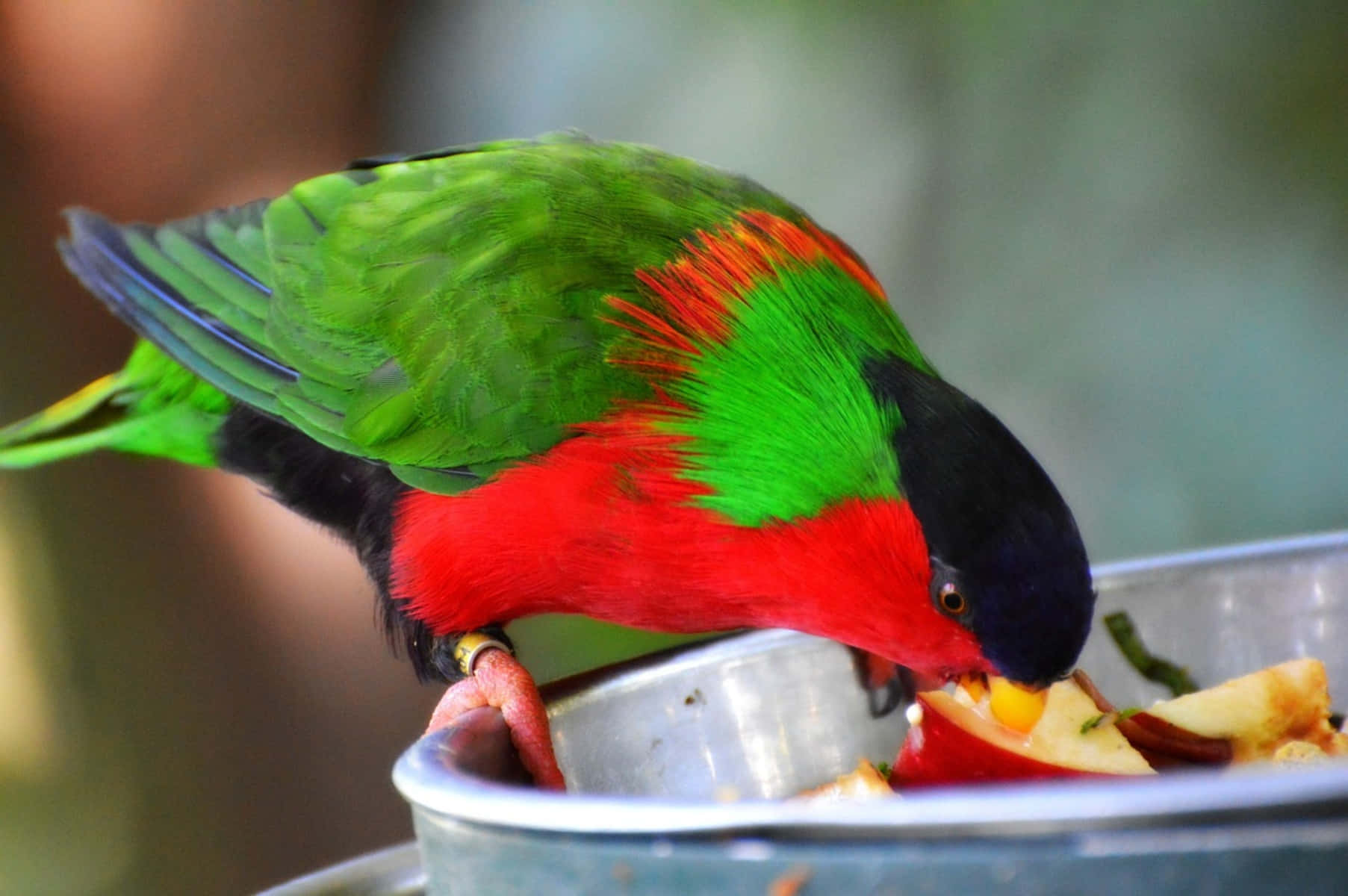 Colorful Lory Feastingon Fruit Wallpaper