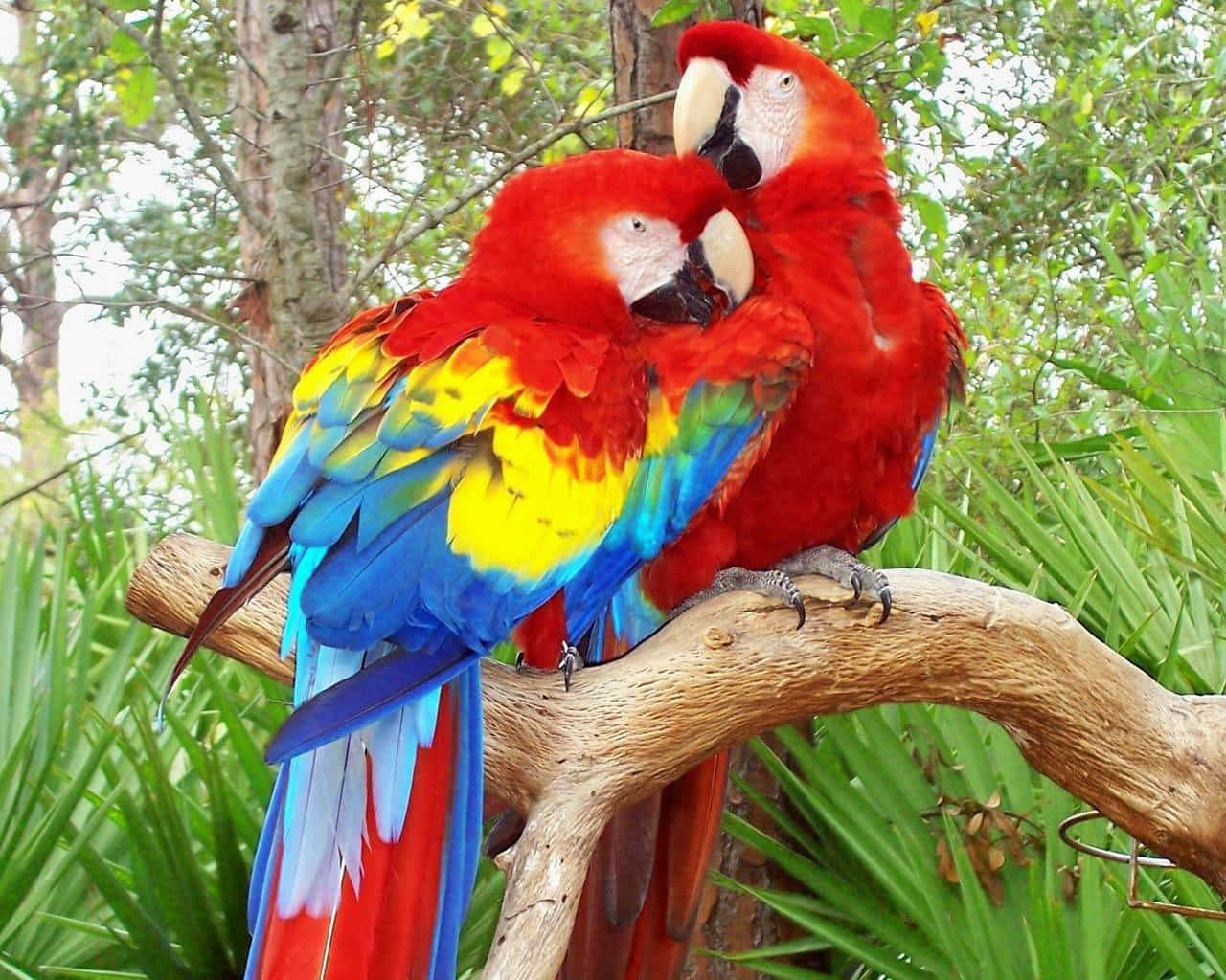 Colorful_ Macaws_ Perched_ In_ Nature.jpg Wallpaper