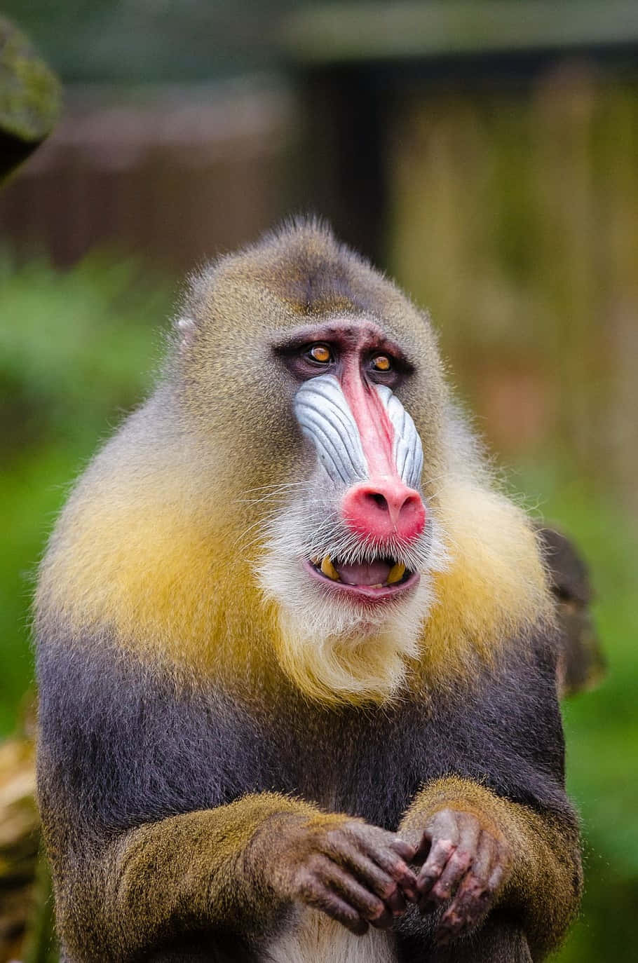 Colorful Mandrill Portrait Wallpaper