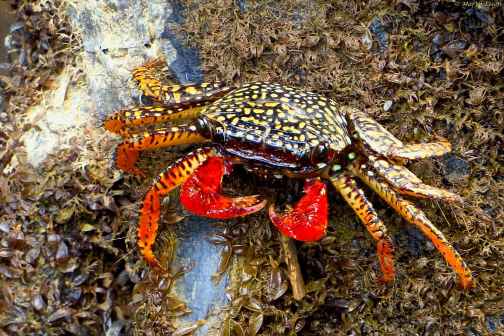 Colorful_ Mangrove_ Crab_ Amidst_ Seaweed Wallpaper