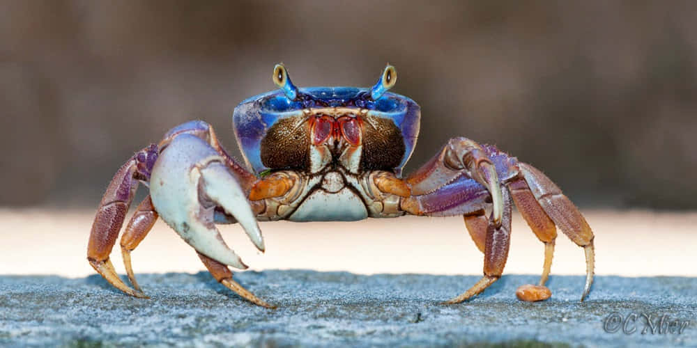 Colorful_ Mangrove_ Crab_ Closeup Wallpaper