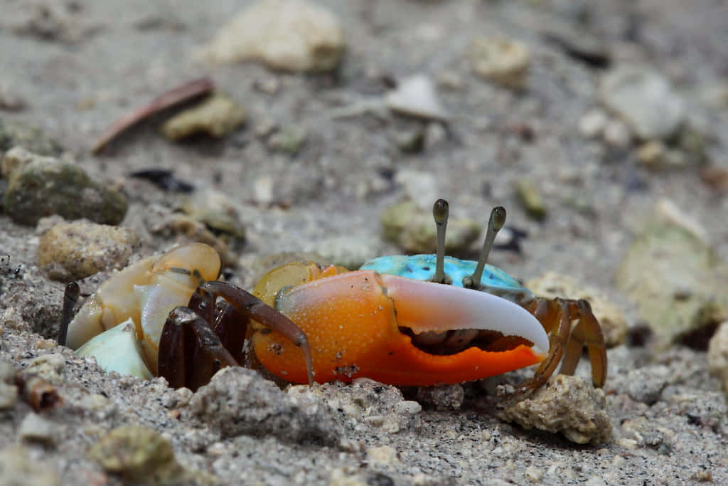 Colorful_ Mangrove_ Crab_ On_ Sand.jpg Wallpaper