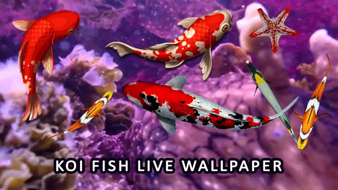 Colorful Marine Life Populate This Unique Aquarium Fish Tank Wallpaper