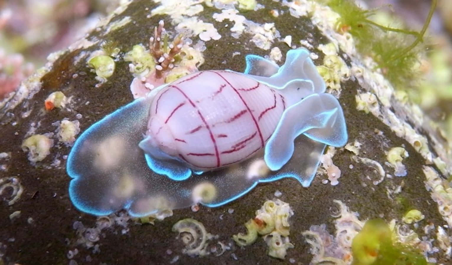 Colorful_ Nudibranch_on_ Rocky_ Surface Wallpaper