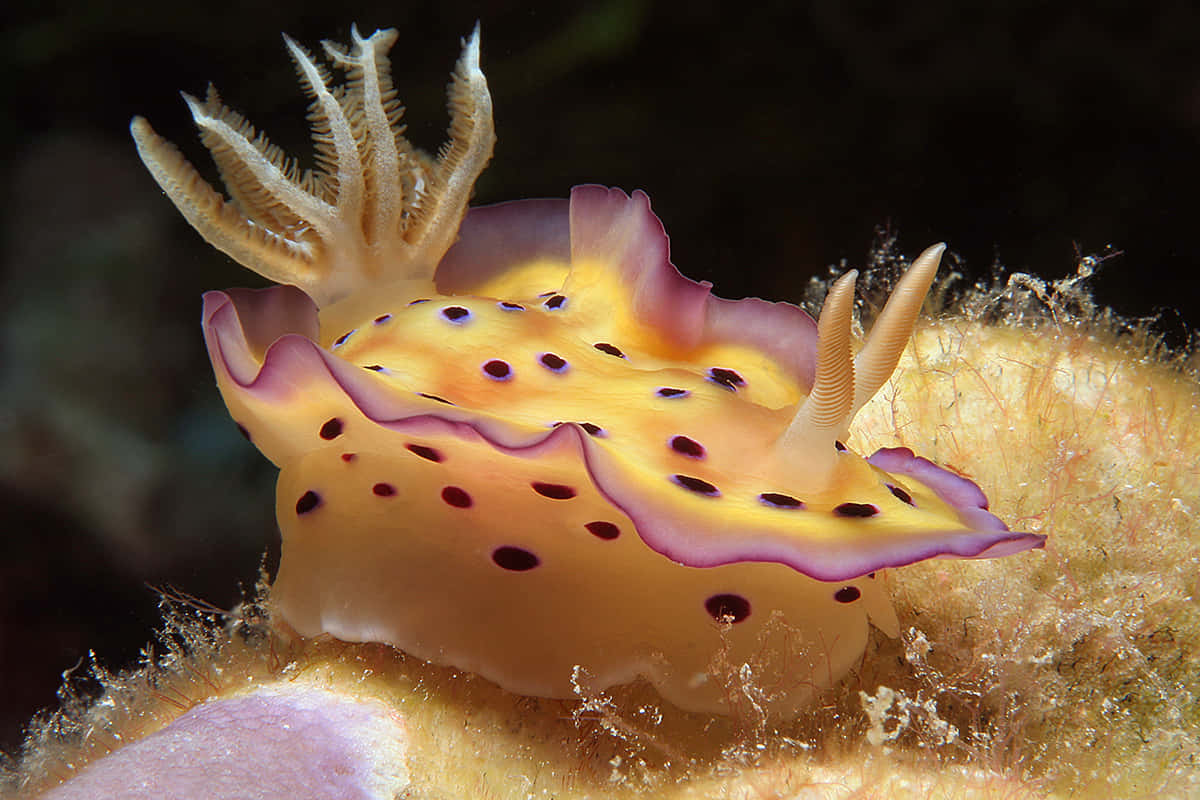 Colorful Nudibranchon Coral Wallpaper