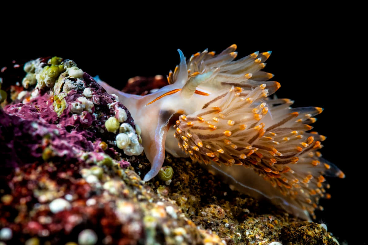 Colorful Nudibranchon Coral Reef Wallpaper