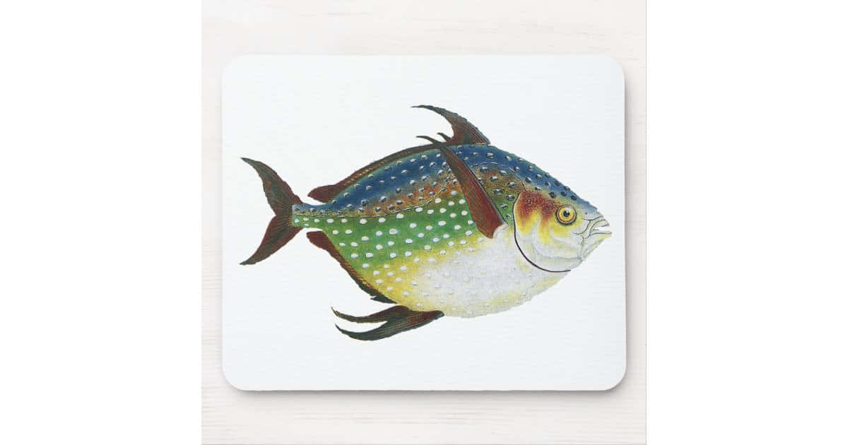 Colorful_ Opah_ Fish_ Illustration Wallpaper