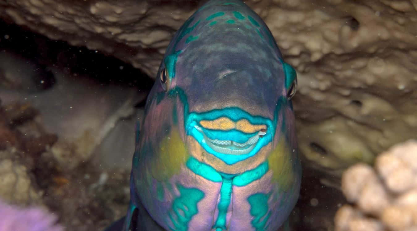 Colorful_ Parrotfish_ Closeup Wallpaper