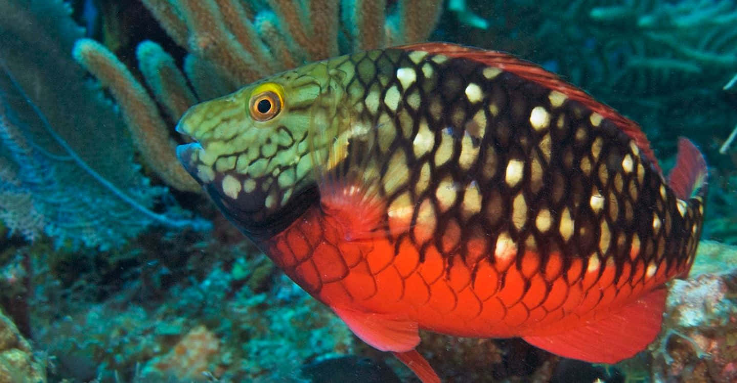 Colorful Parrotfish In Coral Reef Wallpaper