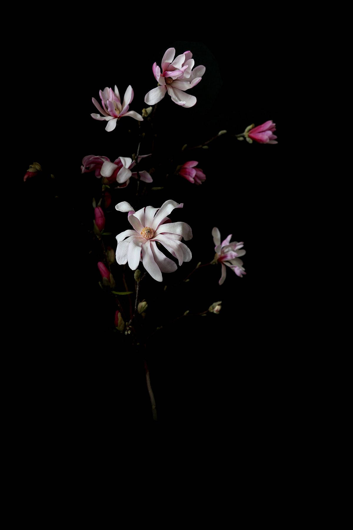 Colorful Pink Dark Floral Wallpaper