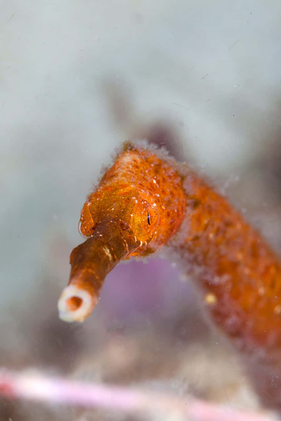 Colorful Pipefish In Its Natural Habitat Wallpaper