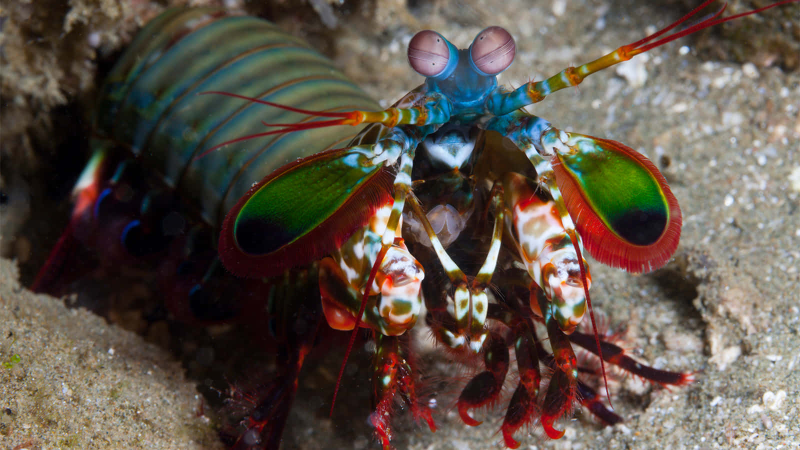 Colorful Pistol Shrimp In Habitat.jpg Wallpaper