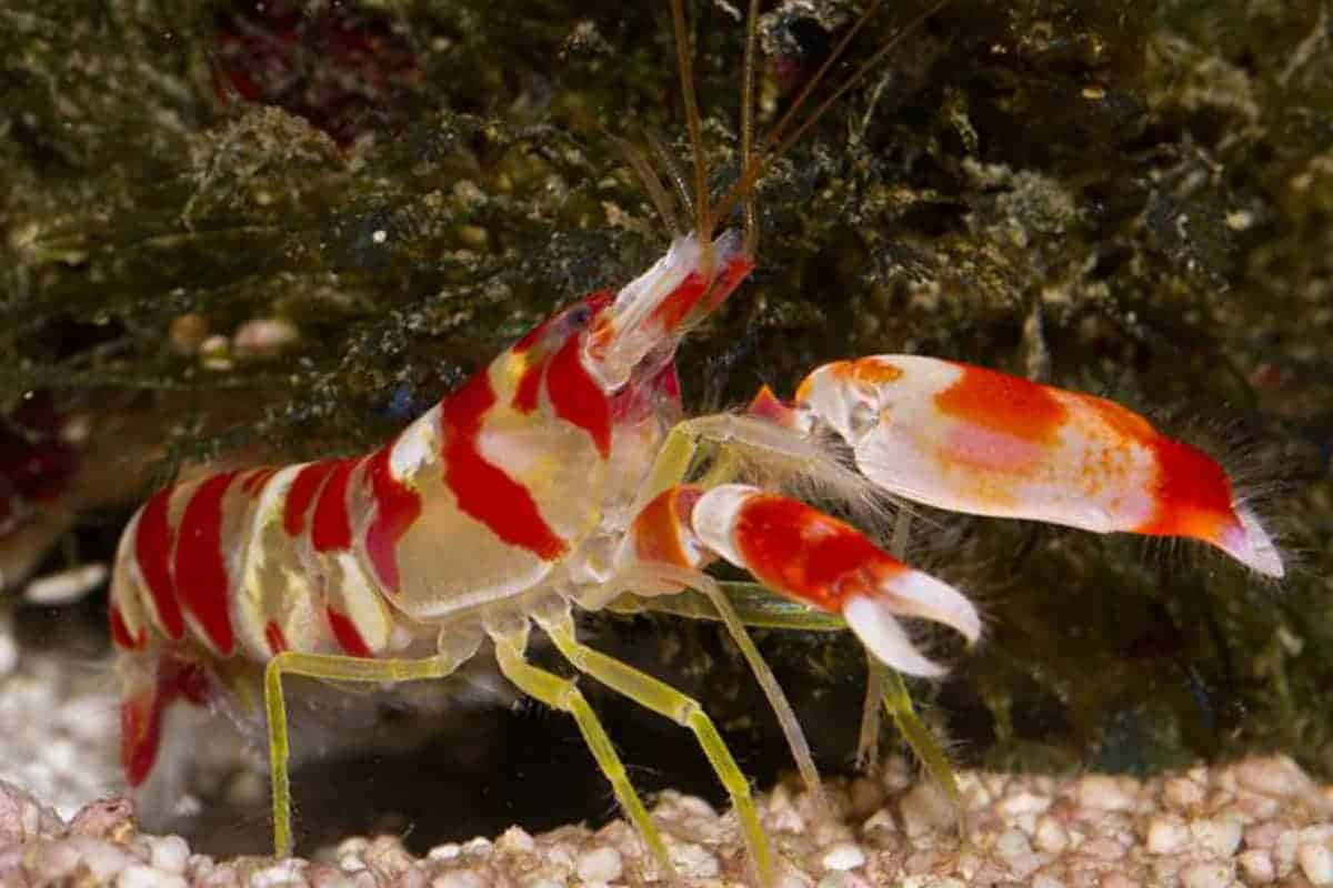 Colorful Pistol Shrimp In Natural Habitat.jpg Wallpaper