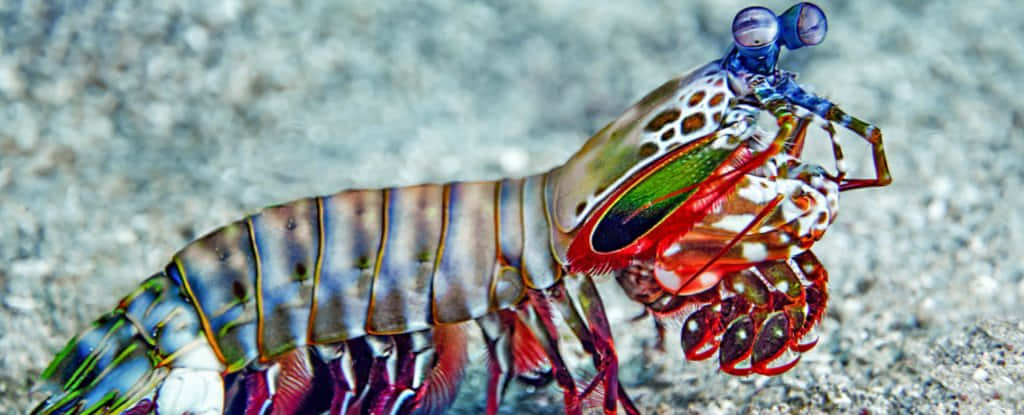 Colorful Pistol Shrimp On Sand Wallpaper