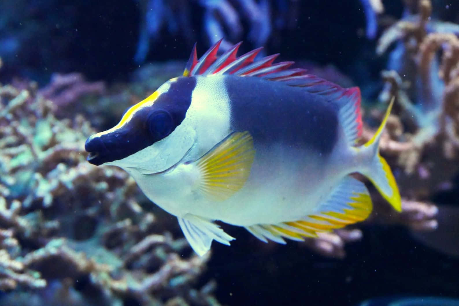 Colorful Rabbitfish Underwater Wallpaper