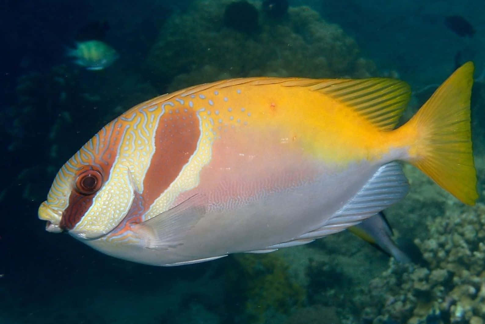 Colorful Rabbitfish Underwater Wallpaper