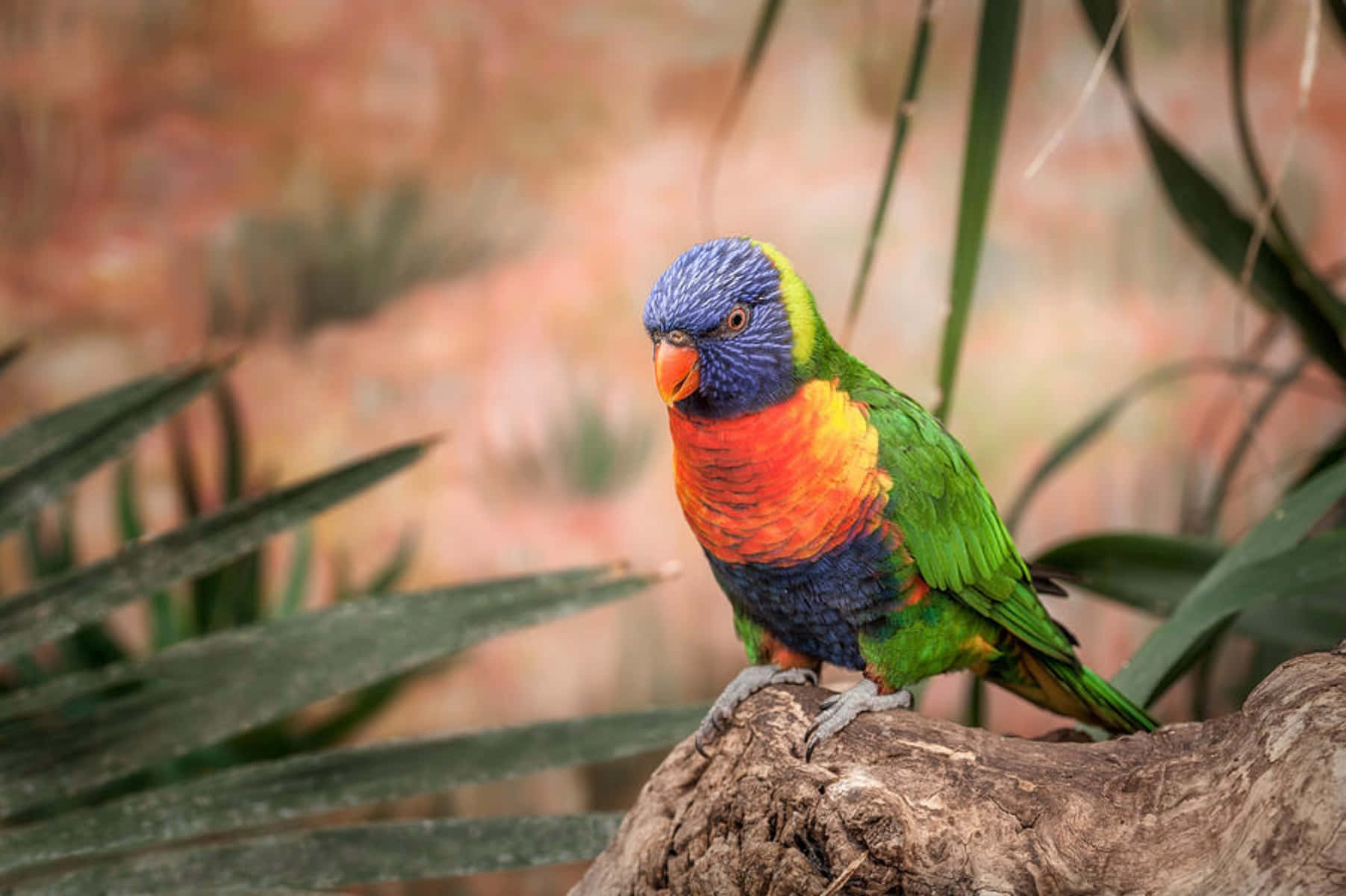 Colorful Rainbow Lorikeet Perched Wallpaper