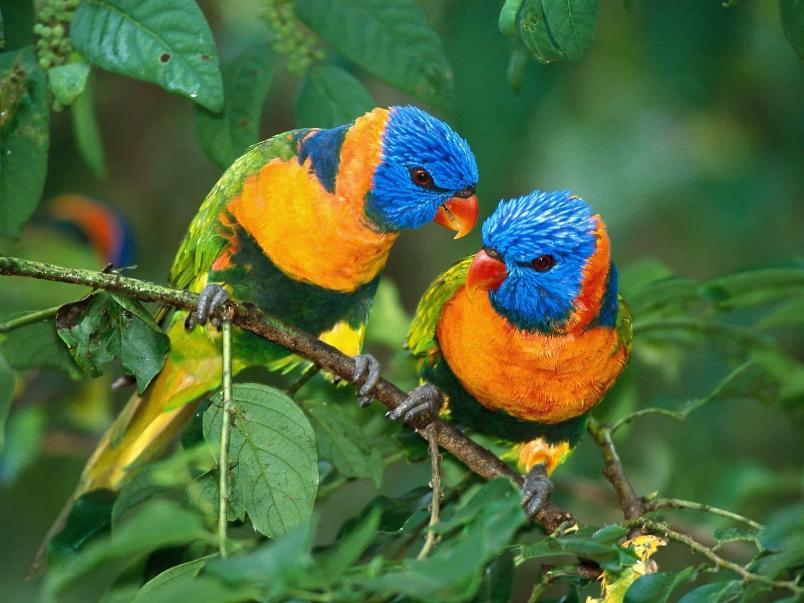 Colorful_ Rainbow_ Lorikeets_ Perched Wallpaper