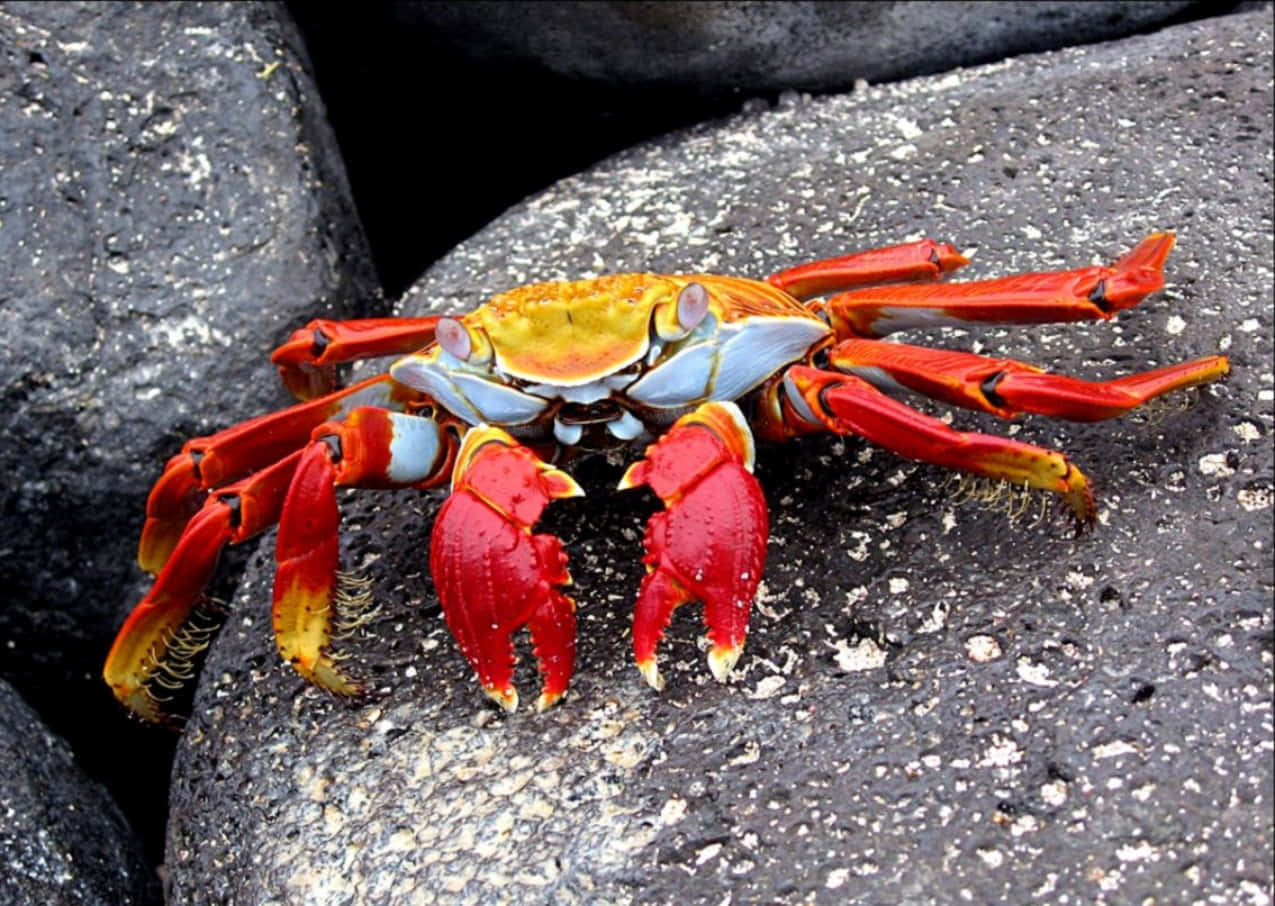 Colorful_ Sally_ Lightfoot_ Crab_on_ Rocks.jpg Wallpaper