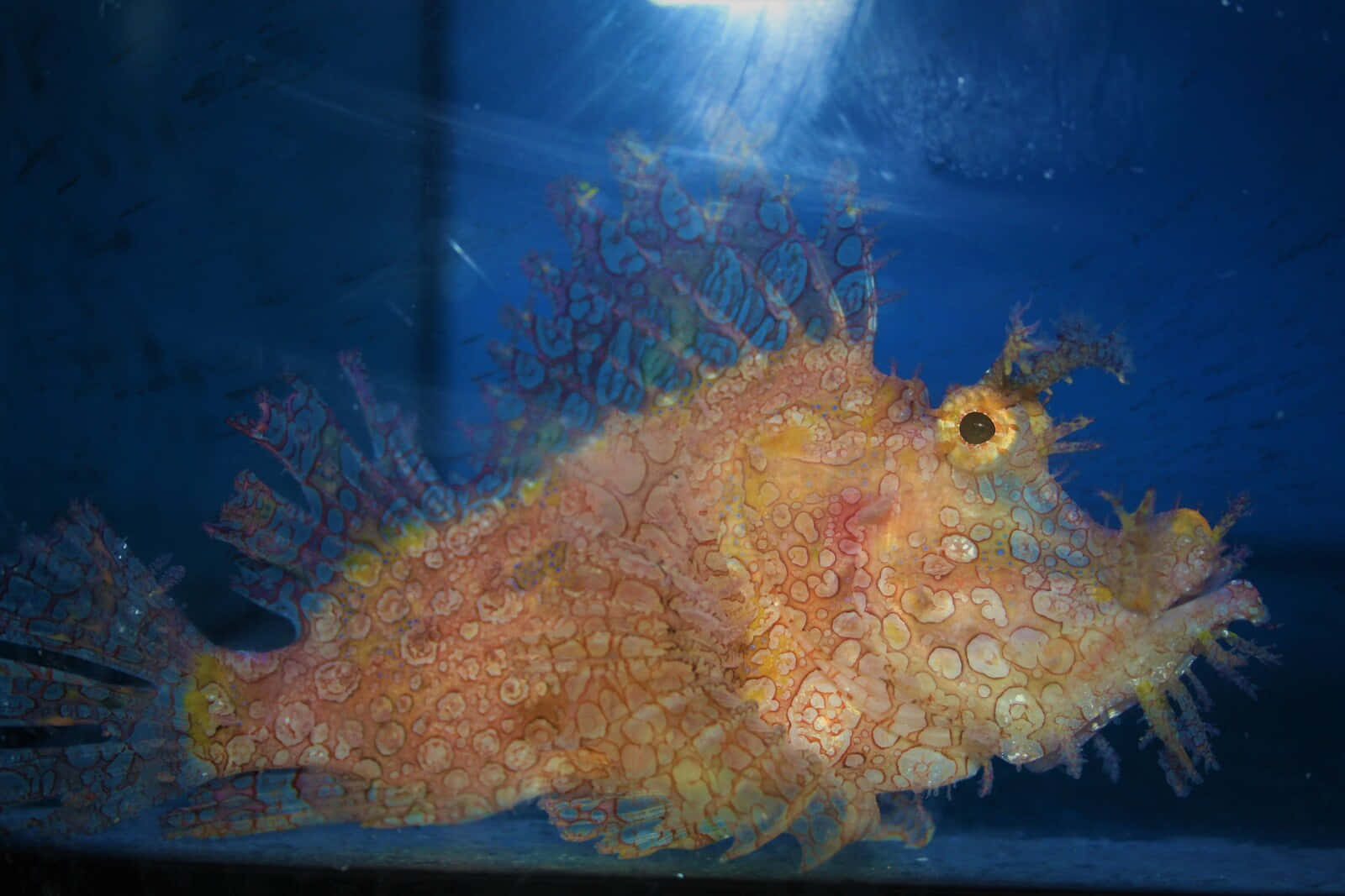 Colorful Scorpionfish Underwater Wallpaper