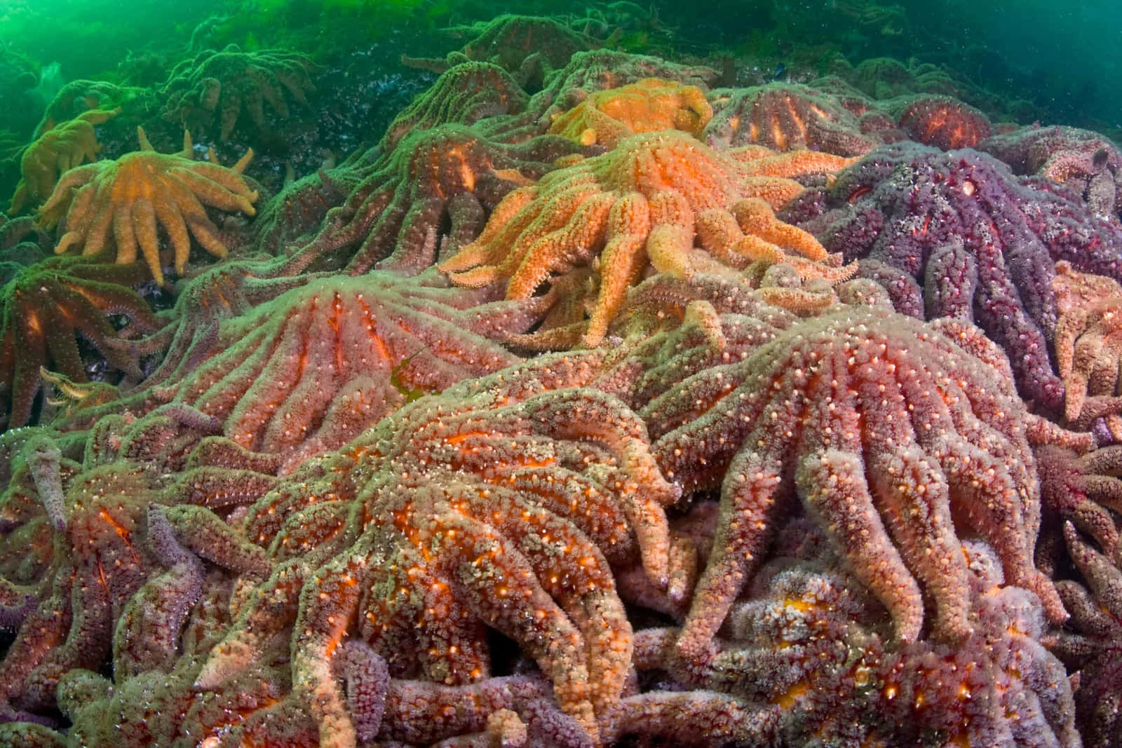 Colorful_ Sea_ Star_ Congregation_ Underwater Wallpaper