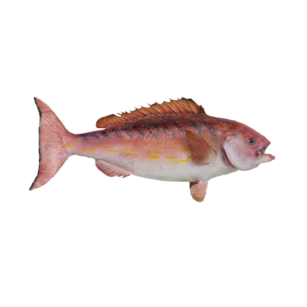 Colorful Snapper Fish Isolated Wallpaper