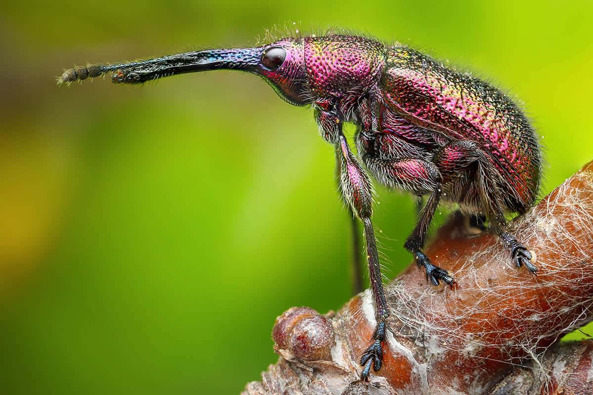 Colorful Snout Beetle Closeup Wallpaper