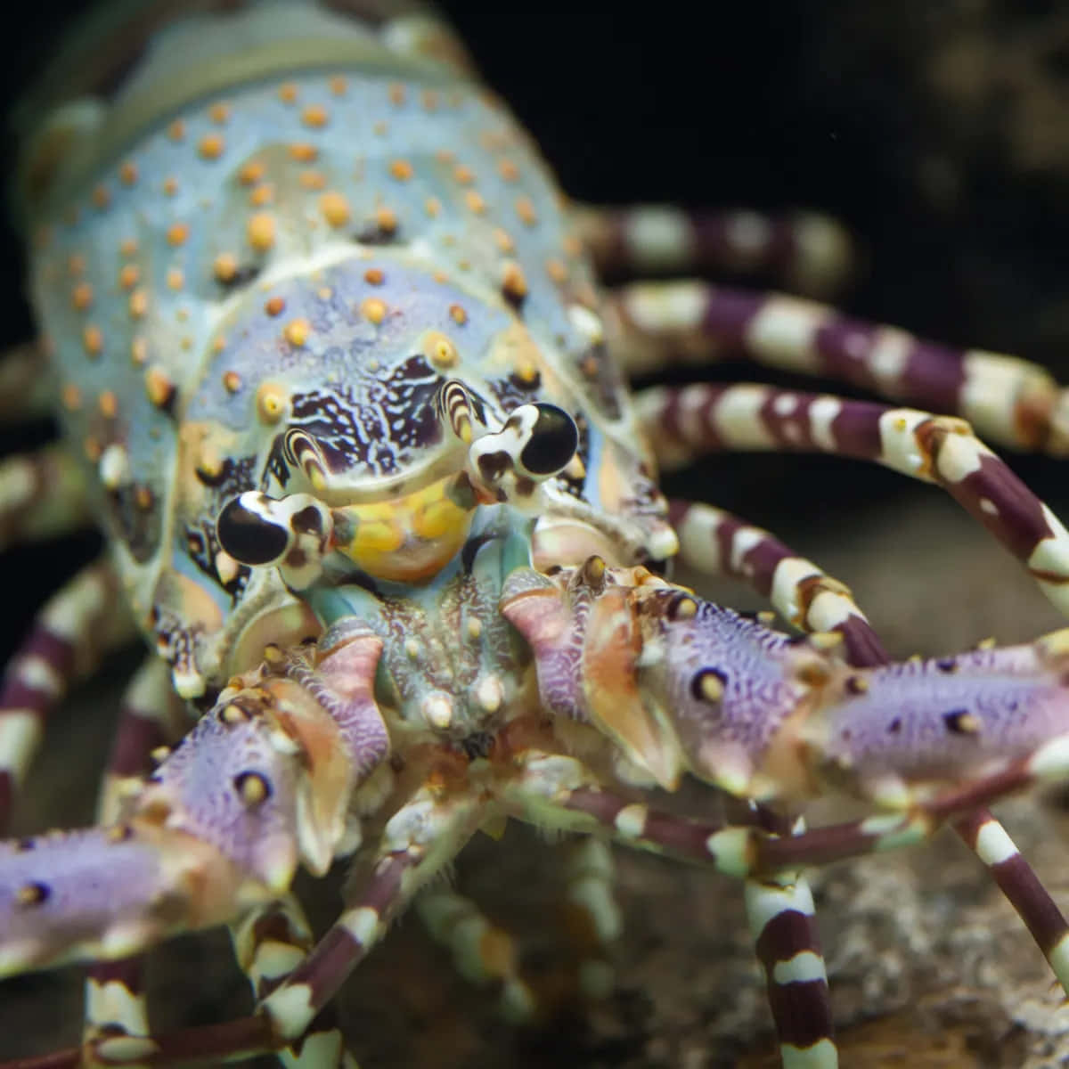 Colorful Spiny Lobster Up Close Wallpaper