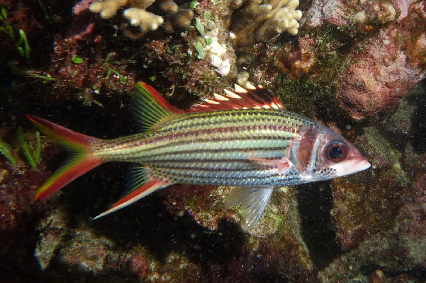 Colorful Squirrelfish Underwater Wallpaper