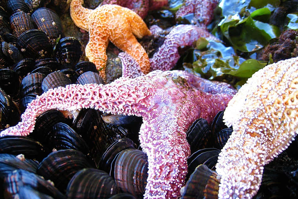 Colorful_ Starfish_ Amongst_ Mussels Wallpaper