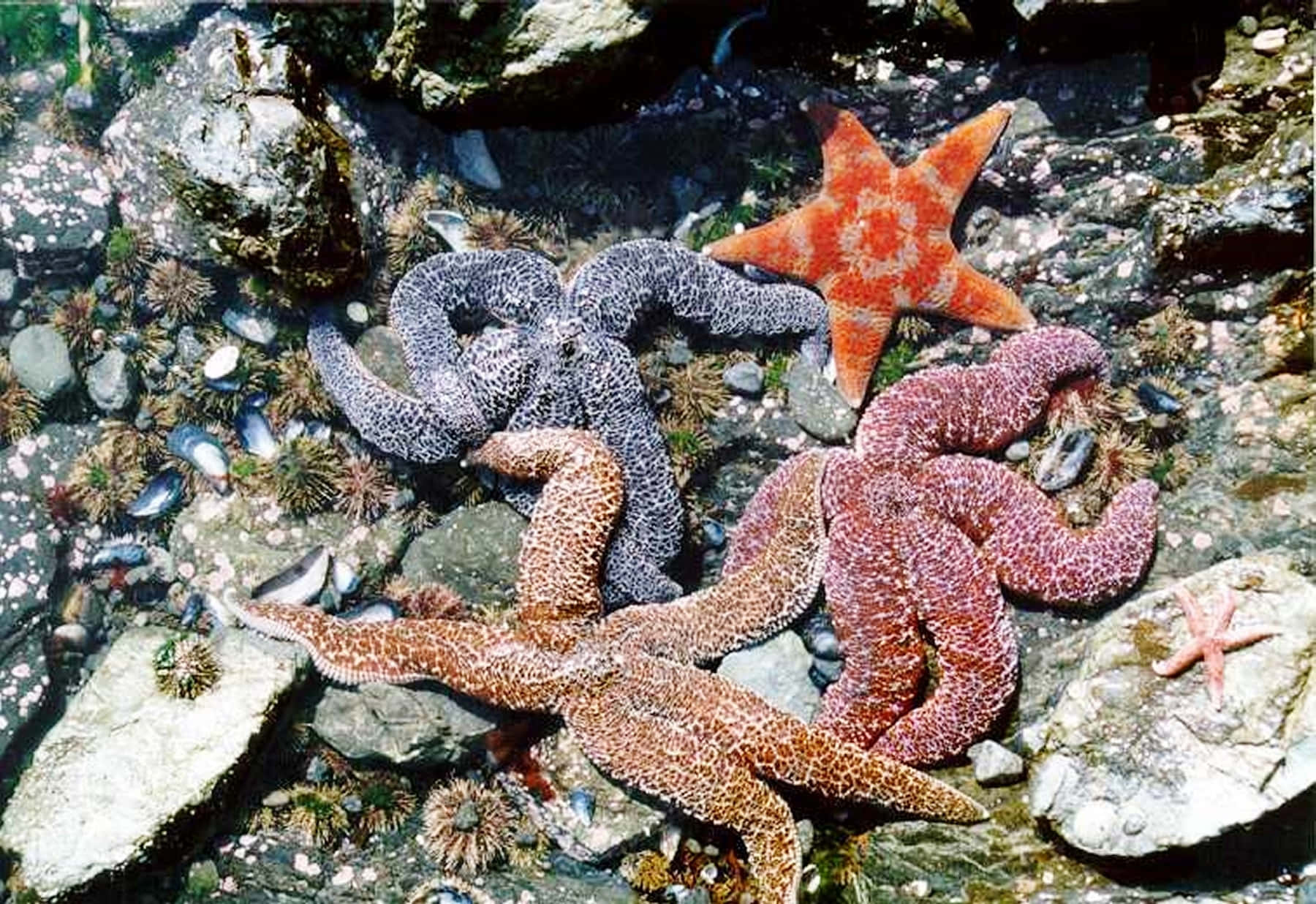 Colorful_ Starfish_ Collection_ Tidal_ Pool Wallpaper