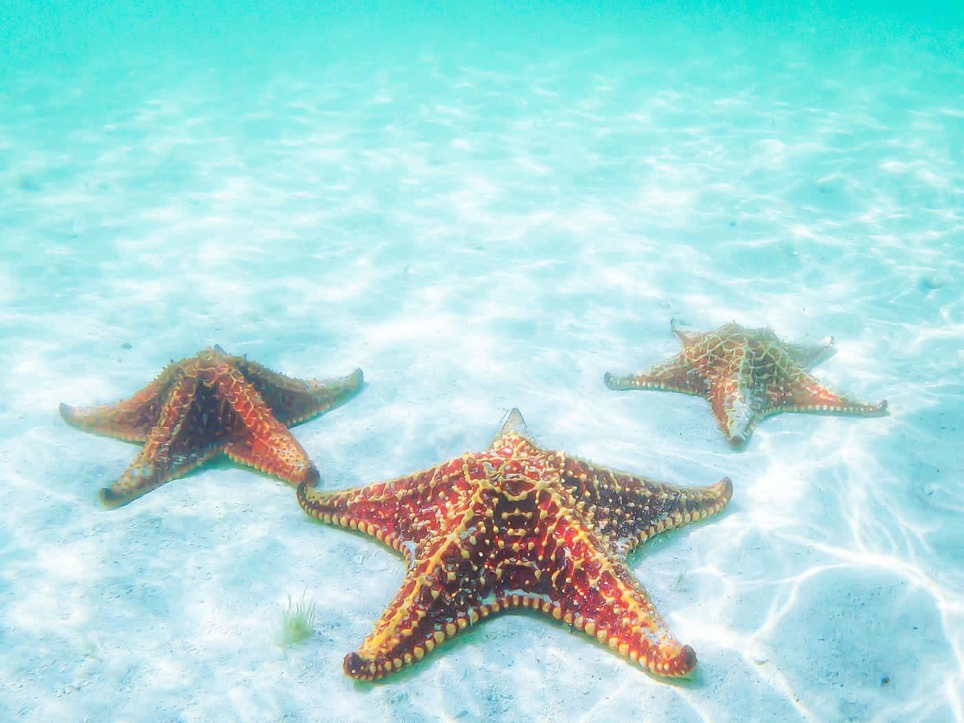 Colorful Starfish Underwater Wallpaper