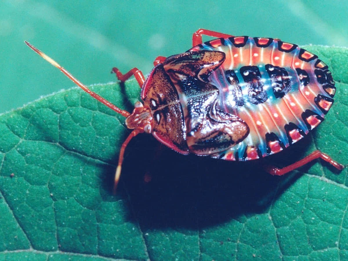 Colorful Stink Bug Nymphon Leaf Wallpaper