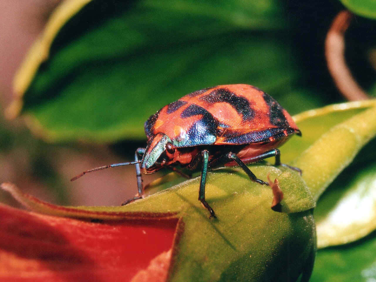 Colorful_ Stink_ Bug_ On_ Leaf.jpg Wallpaper