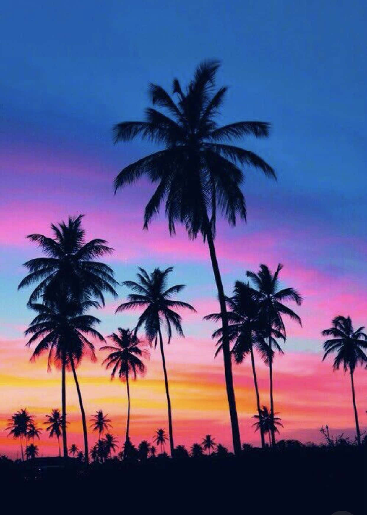 Colorful Sunset With Palm Tree Iphone Wallpaper