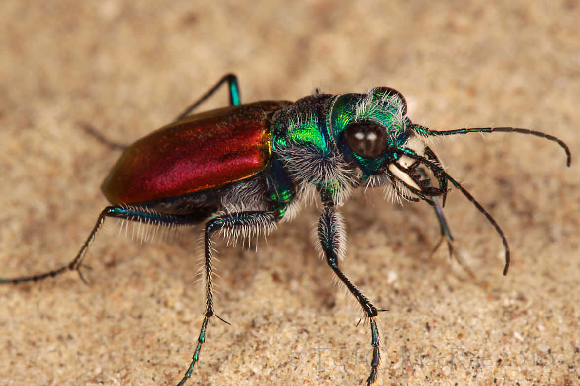 Colorful Tiger Beetle Closeup Wallpaper