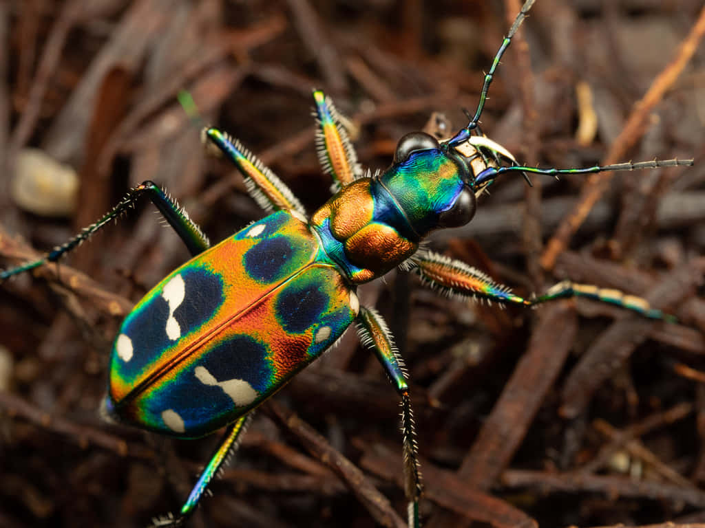 Colorful Tiger Beetlein Habitat.jpg Wallpaper