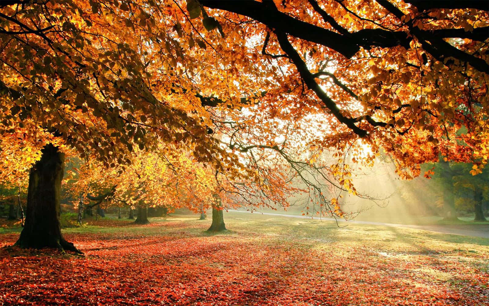 Colorful Trees 1600 X 1000 Wallpaper Wallpaper