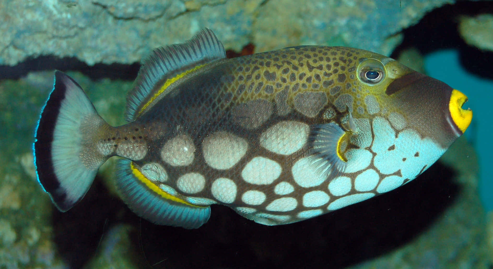 Colorful Triggerfish Swimming Wallpaper