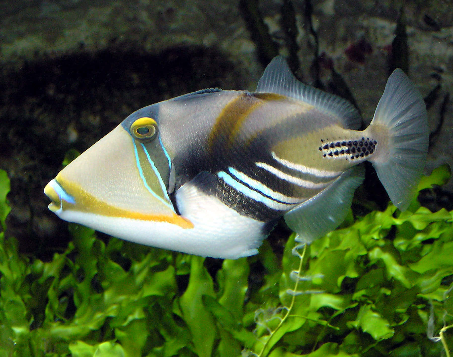 Colorful Triggerfish Swimming Aquarium Wallpaper